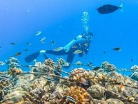 diving