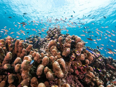 diving