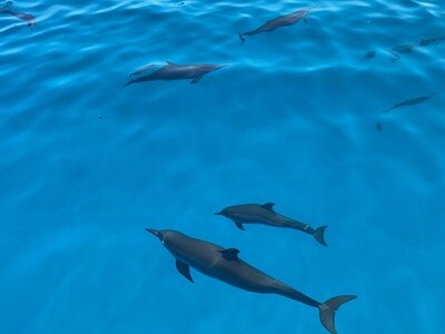 diving